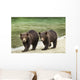 Two Coastal Brown Bear Spring Cubs walking Wall Mural