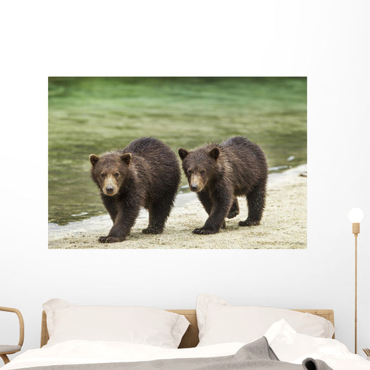 Two Coastal Brown Bear Spring Cubs walking Wall Mural