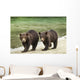 Two Coastal Brown Bear Spring Cubs walking Wall Mural