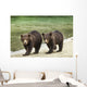 Two Coastal Brown Bear Spring Cubs walking Wall Mural
