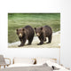 Two Coastal Brown Bear Spring Cubs walking Wall Mural