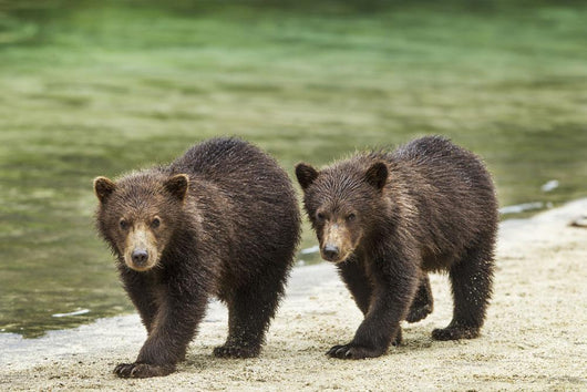 Two Coastal Brown Bear Spring Cubs walking Wall Mural