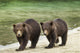 Two Coastal Brown Bear Spring Cubs walking Wall Mural
