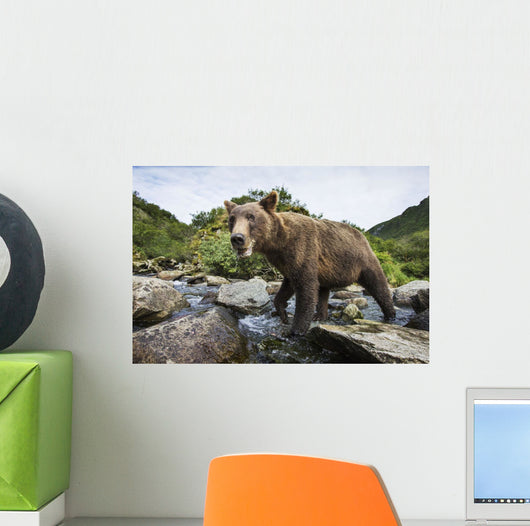 Close-up view of Coastal Brown Bear fishing for spawning salmon Wall Mural
