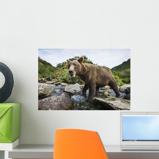 Close-up view of Coastal Brown Bear fishing for spawning salmon Wall Mural