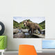 Close-up view of Coastal Brown Bear fishing for spawning salmon Wall Mural