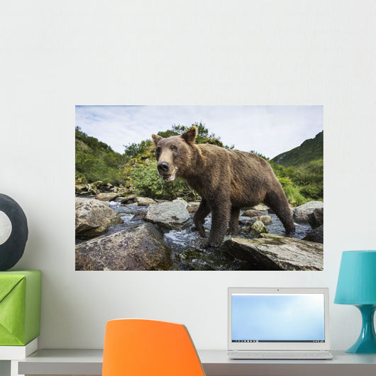 Close-up view of Coastal Brown Bear fishing for spawning salmon Wall Mural
