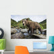 Close-up view of Coastal Brown Bear fishing for spawning salmon Wall Mural