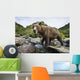 Close-up view of Coastal Brown Bear fishing for spawning salmon Wall Mural