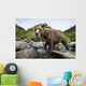 Close-up view of Coastal Brown Bear fishing for spawning salmon Wall Mural