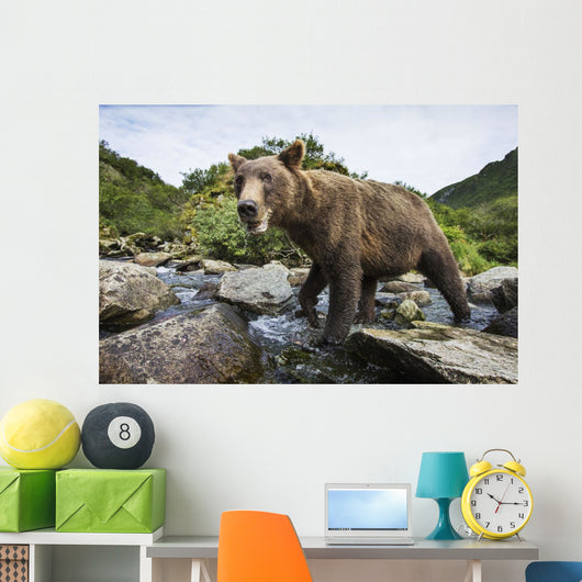 Close-up view of Coastal Brown Bear fishing for spawning salmon Wall Mural