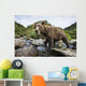Close-up view of Coastal Brown Bear fishing for spawning salmon Wall Mural