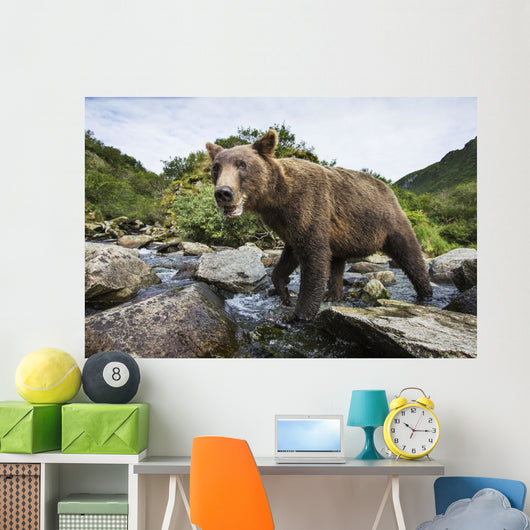 Close-up view of Coastal Brown Bear fishing for spawning salmon Wall Mural