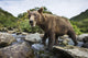 Close-up view of Coastal Brown Bear fishing for spawning salmon Wall Mural