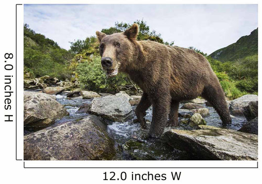 Close-up view of Coastal Brown Bear fishing for spawning salmon Wall Mural