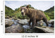 Close-up view of Coastal Brown Bear fishing for spawning salmon Wall Mural