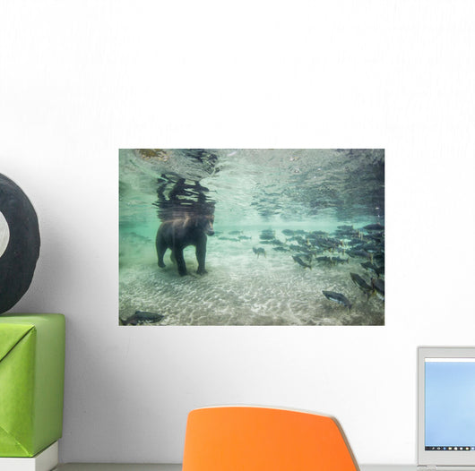 Underwater view of Coastal Brown Bear fishing for spawning salmon Wall Mural