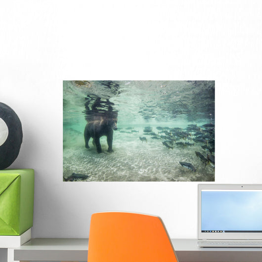 Underwater view of Coastal Brown Bear fishing for spawning salmon Wall Mural
