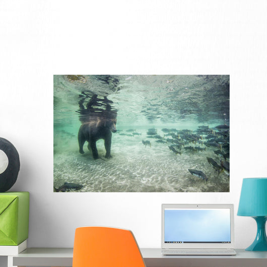 Underwater view of Coastal Brown Bear fishing for spawning salmon Wall Mural