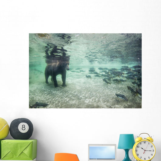 Underwater view of Coastal Brown Bear fishing for spawning salmon Wall Mural