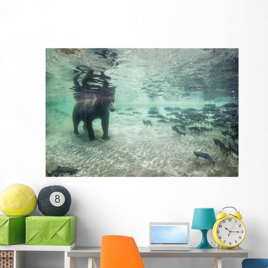 Underwater view of Coastal Brown Bear fishing for spawning salmon Wall Mural