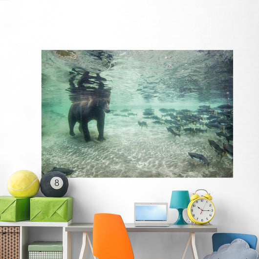 Underwater view of Coastal Brown Bear fishing for spawning salmon Wall Mural