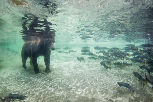 Underwater view of Coastal Brown Bear fishing for spawning salmon Wall Mural