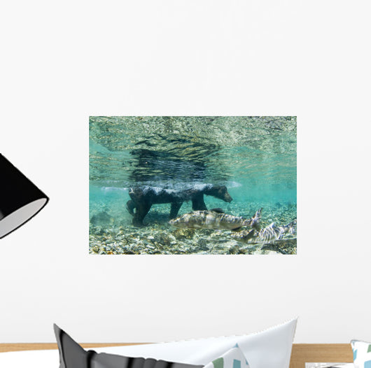 Underwater view of Coastal Brown Bear wading Wall Mural