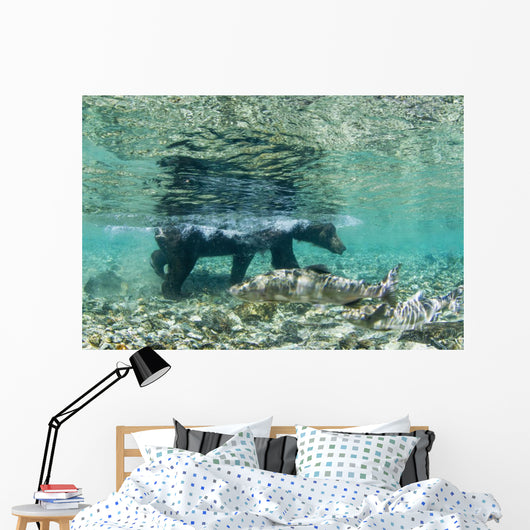 Underwater view of Coastal Brown Bear wading Wall Mural