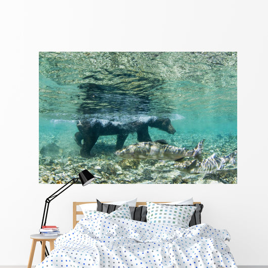 Underwater view of Coastal Brown Bear wading Wall Mural