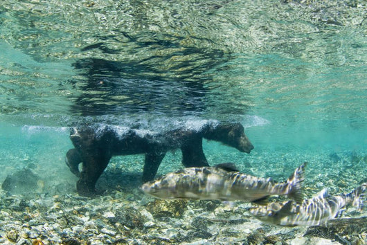 Underwater view of Coastal Brown Bear wading Wall Mural