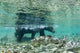 Underwater view of Coastal Brown Bear wading Wall Mural