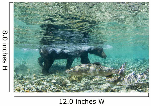 Underwater view of Coastal Brown Bear wading Wall Mural