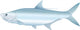Tarpon - Vector Illustration of Saltwater Fish. Wall Decal