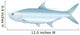 Tarpon - Vector Illustration of Saltwater Fish. Wall Decal
