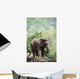 Baby elephant Wall Mural