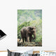 Baby elephant Wall Mural