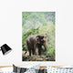 Baby elephant Wall Mural