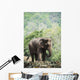 Baby elephant Wall Mural