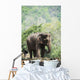 Baby elephant Wall Mural