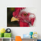 A rooster shows his best side Wall Mural