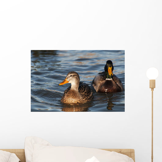 A pair of Mallards swim in the Columbia River Wall Mural