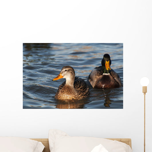 A pair of Mallards swim in the Columbia River Wall Mural