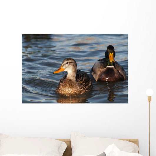 A pair of Mallards swim in the Columbia River Wall Mural