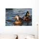 A pair of Mallards swim in the Columbia River Wall Mural