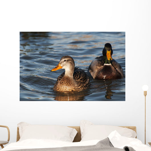 A pair of Mallards swim in the Columbia River Wall Mural