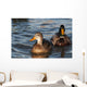 A pair of Mallards swim in the Columbia River Wall Mural