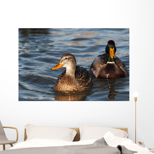 A pair of Mallards swim in the Columbia River Wall Mural
