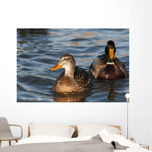 A pair of Mallards swim in the Columbia River Wall Mural