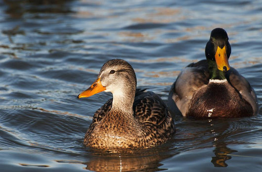 A pair of Mallards swim in the Columbia River Wall Mural